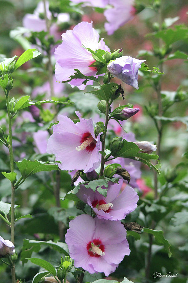 Rose of Sharon Flowers Photograph by Trina Ansel