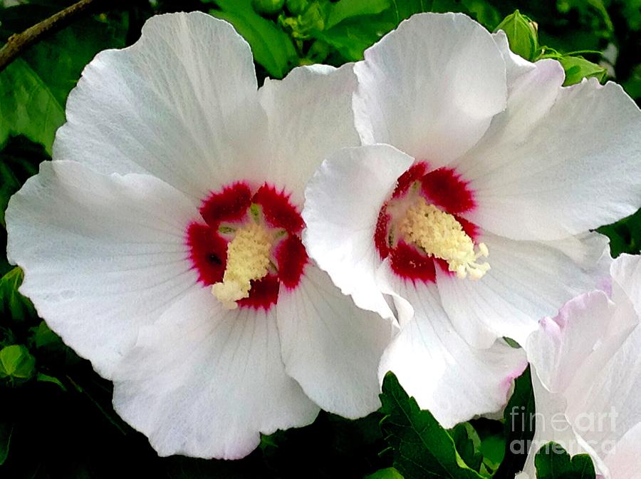 Rose Of Sharon In Summer Photograph