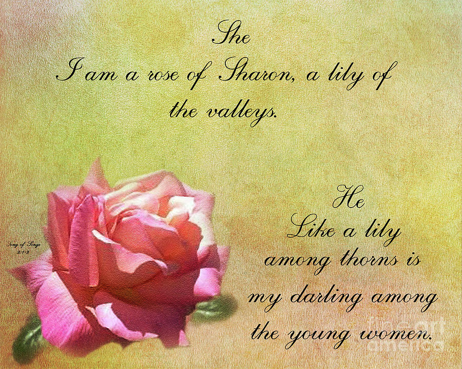 Rose of Sharon Photograph by Leticia Latocki