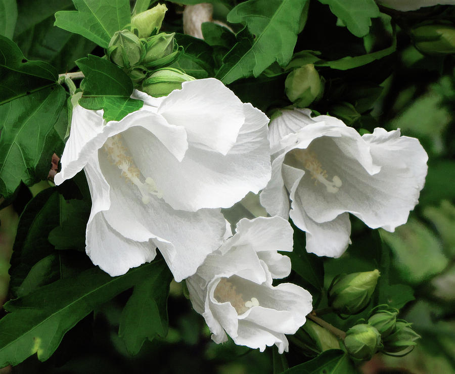 Rose of Sharon Photograph by Susan Hope Finley