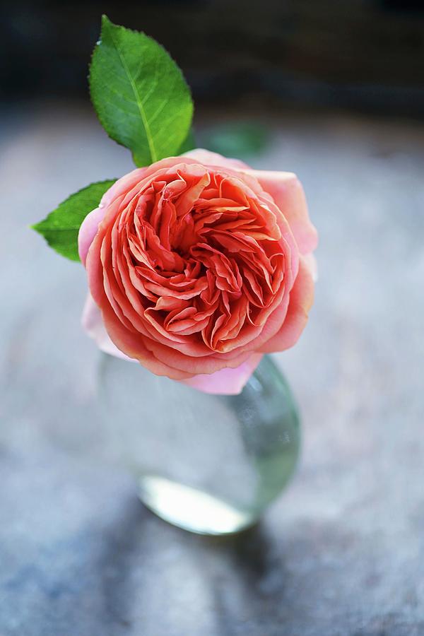 Rose Of The Variety chippendale In Glass Vase Photograph by Alexandra Panella