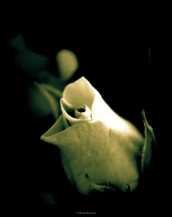 Rose Of Yesterday Photograph