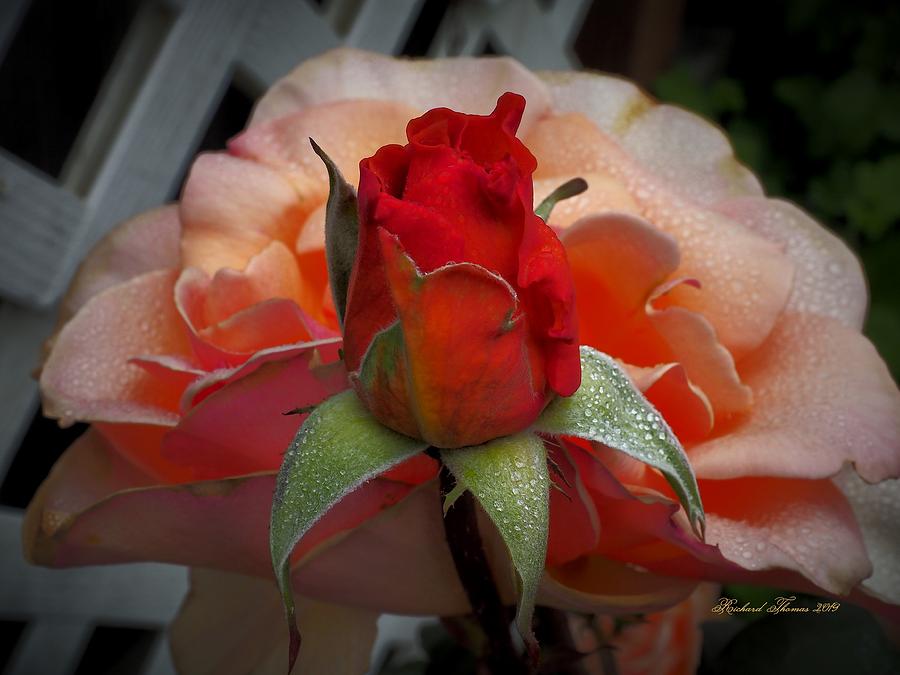 Rose Old and New Photograph by Richard Thomas