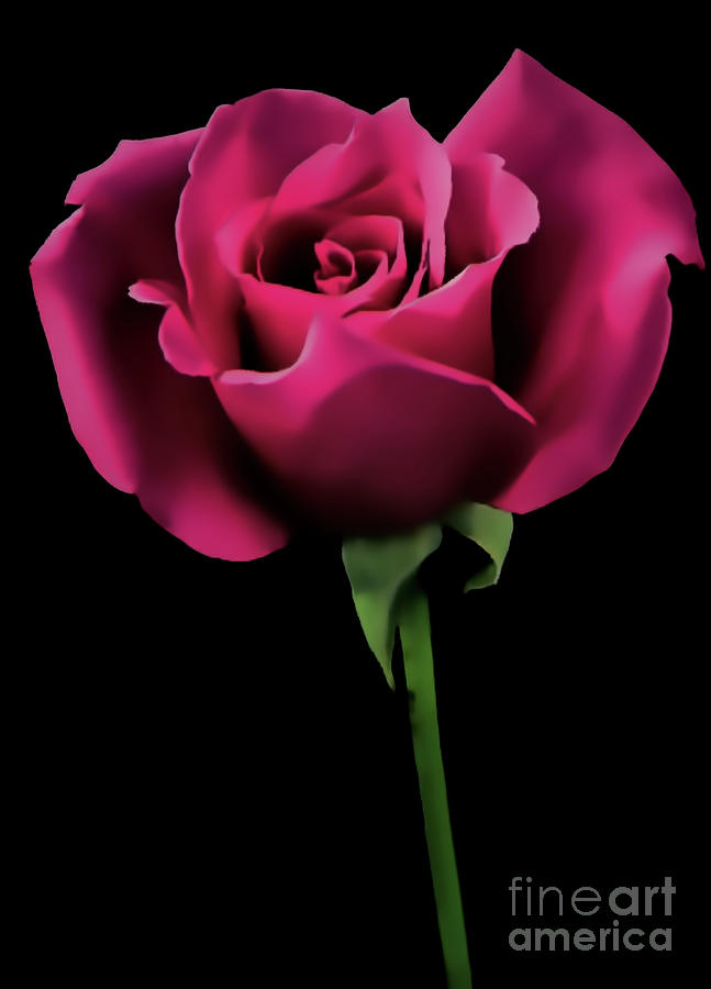 Rose On Black by D Hackett Rose On Black by D Hackett