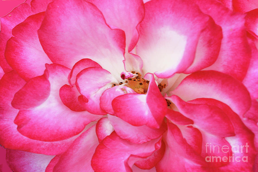 Rose Petal Beauty-betty Boop Photograph