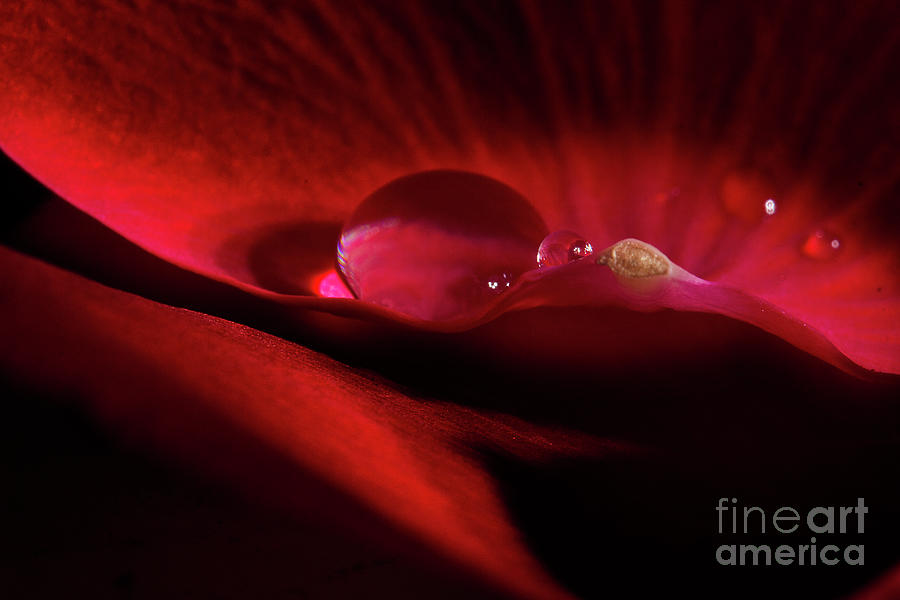 Rose Petal Droplet Photograph by Mike Eingle