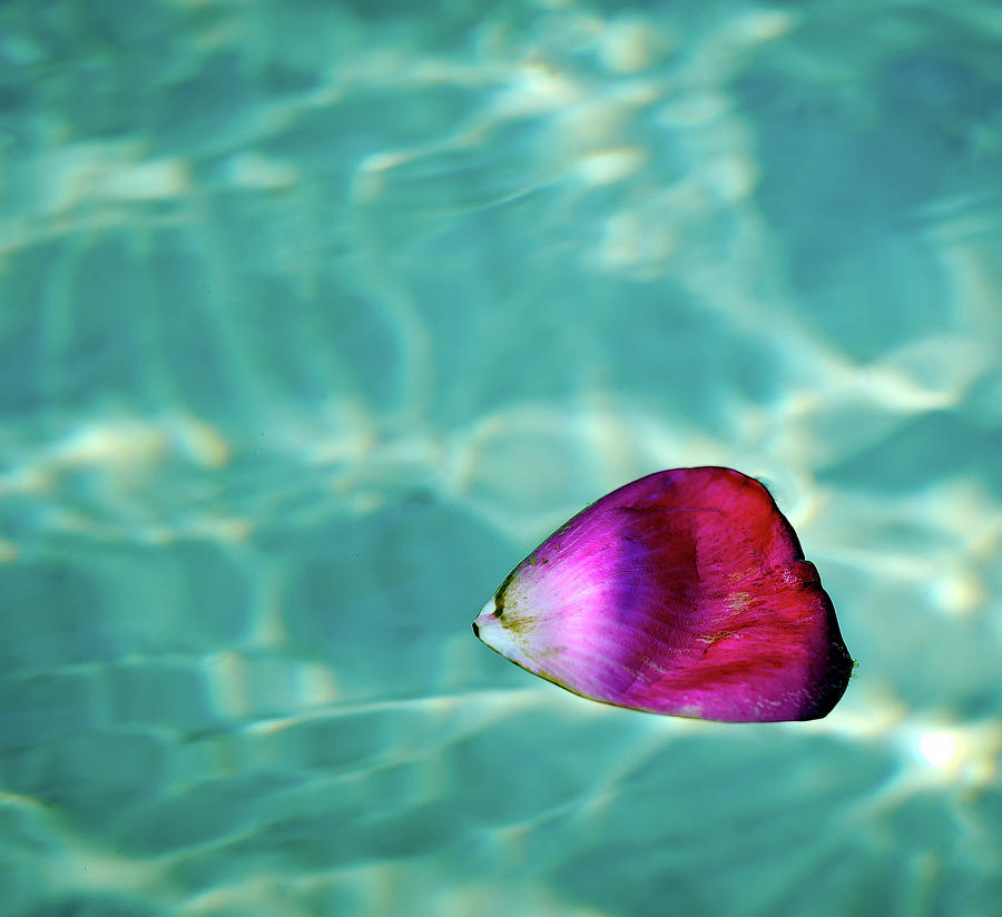 Rose Petal Floating On Water Photograph by Gerard Plauche