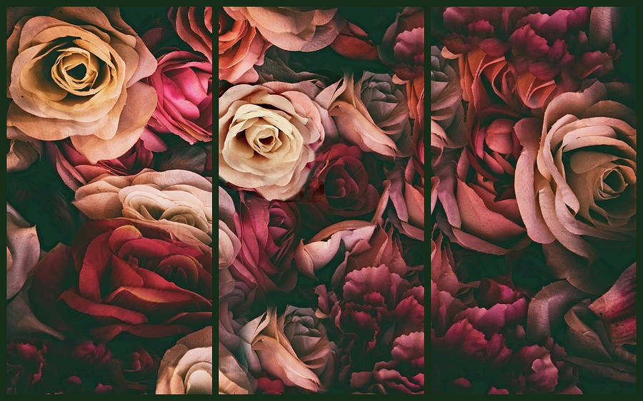 Roses Photograph - Rose Petal Triptych by Jessica Jenney Roses Photograph - Rose Petal Triptych by Jessica Jenney