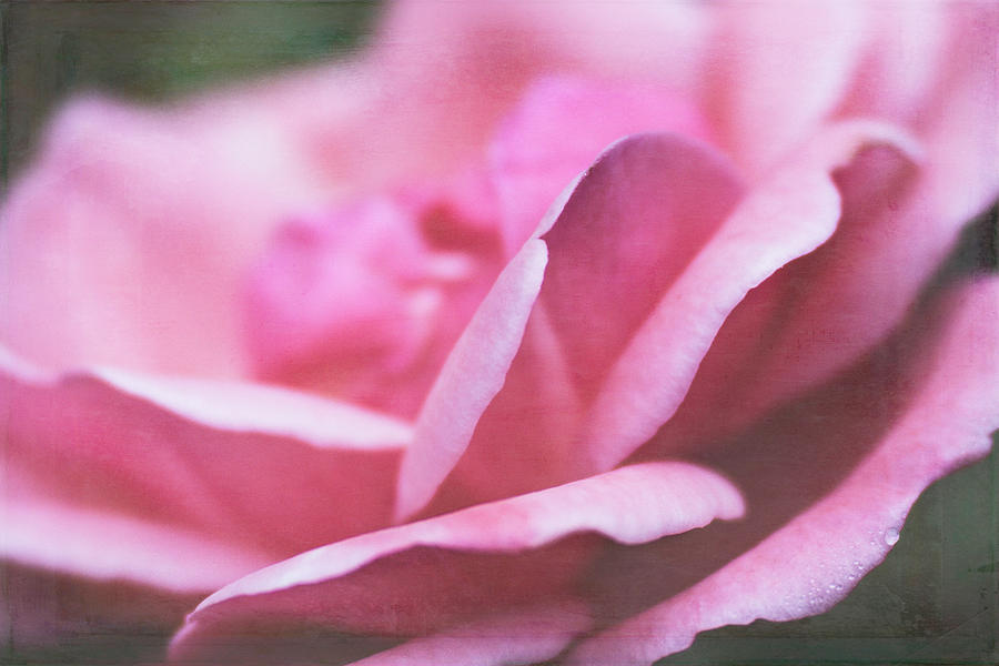 Rose Petals Photograph by Cindi Ressler