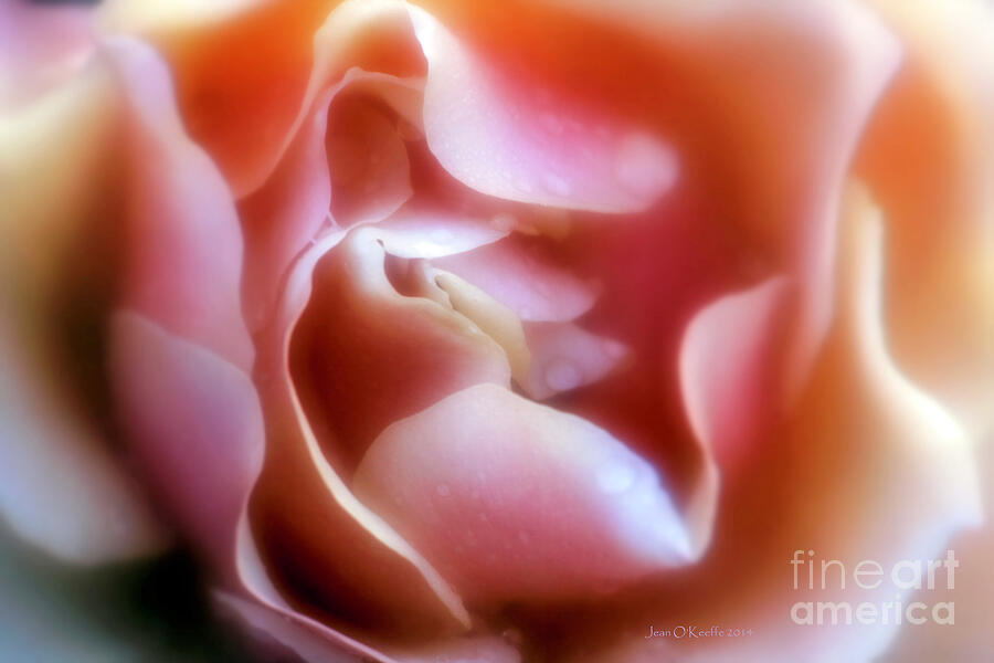 Rose Petals Digital Art by Jean OKeeffe Macro Abundance Art