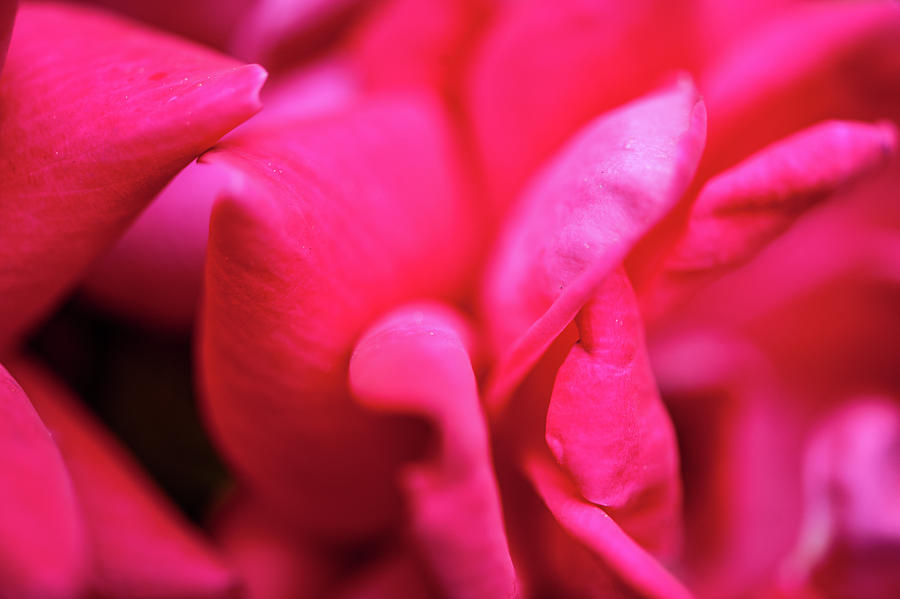 Rose Petals Photograph by Mark Duehmig