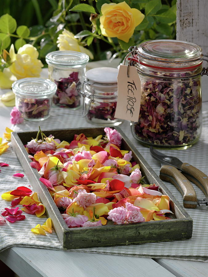 Rose Petals scented Rose Drying For Rose Tea Photograph by Friedrich Strauss