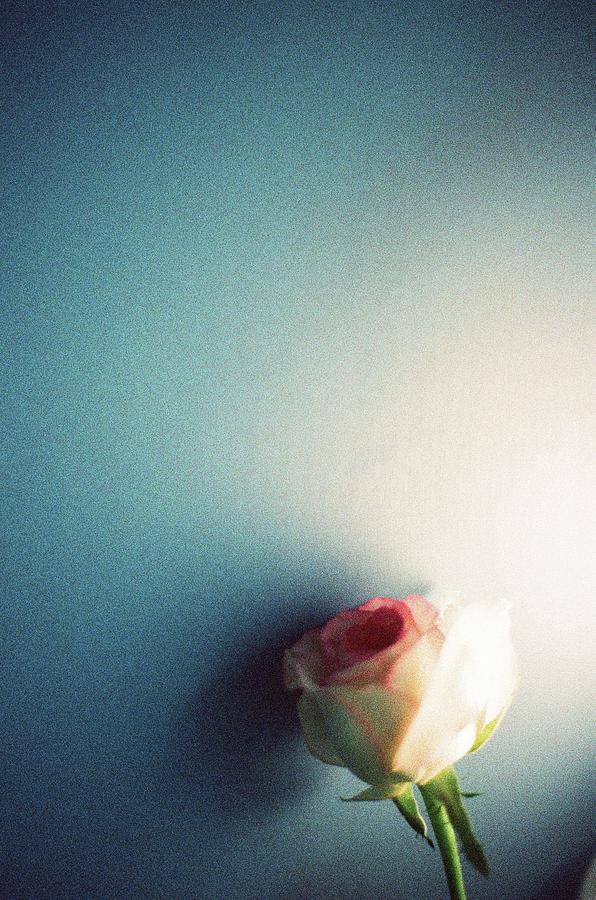 Rose Photograph by Photo By Chiangkunta