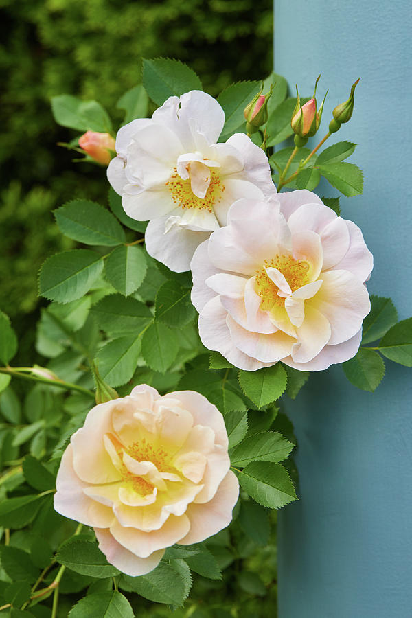 Rose pillar Photograph by Garden gate magazine