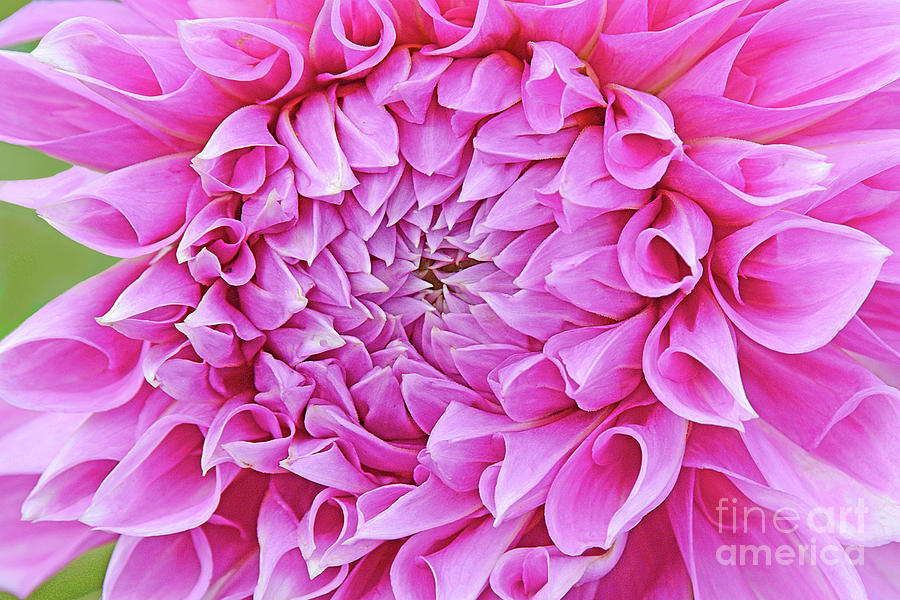 Rose Pink Dahlia Blossom Photograph
