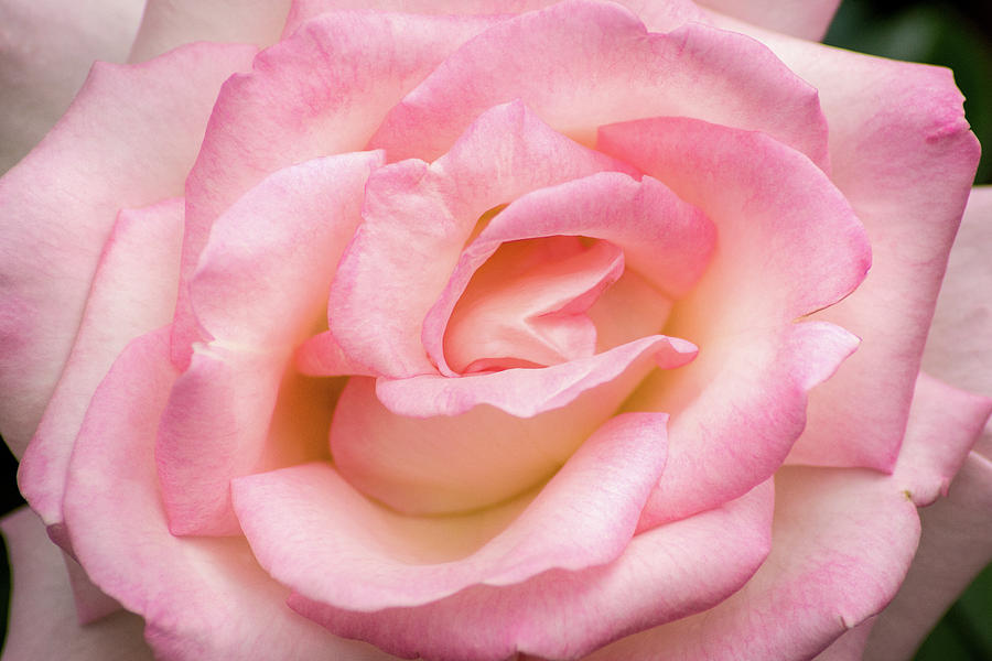 Rose Pink Photograph by Don Johnson