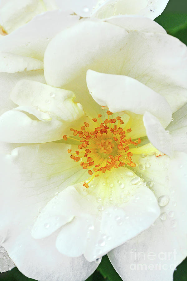 Flower Photograph - Rose Portrait - White Out by Regina Geoghan