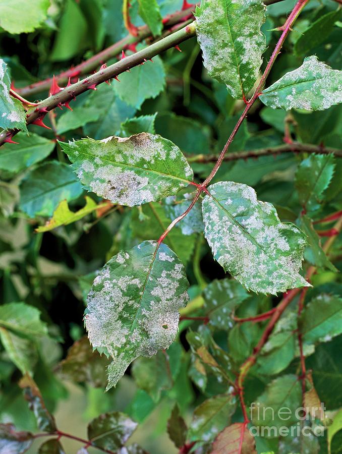Rose Powdery Mildew Photograph by Geoff Kidd/science Photo Library