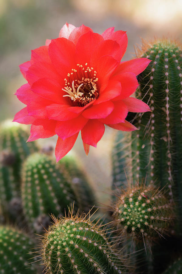 Rose Quartz Cactus Flower  Photograph by Saija Lehtonen
