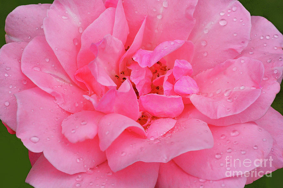Rose Queen And Raindrops Photograph