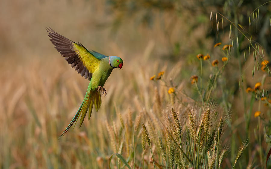 Wildlife Photograph - Rose Ring Parakeet by Assaf Gavra