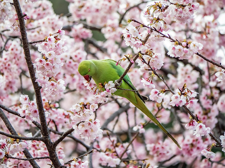 Rose Ringed Parakeet In Cherry Blossoms 1 Photograph By Dave Hansche