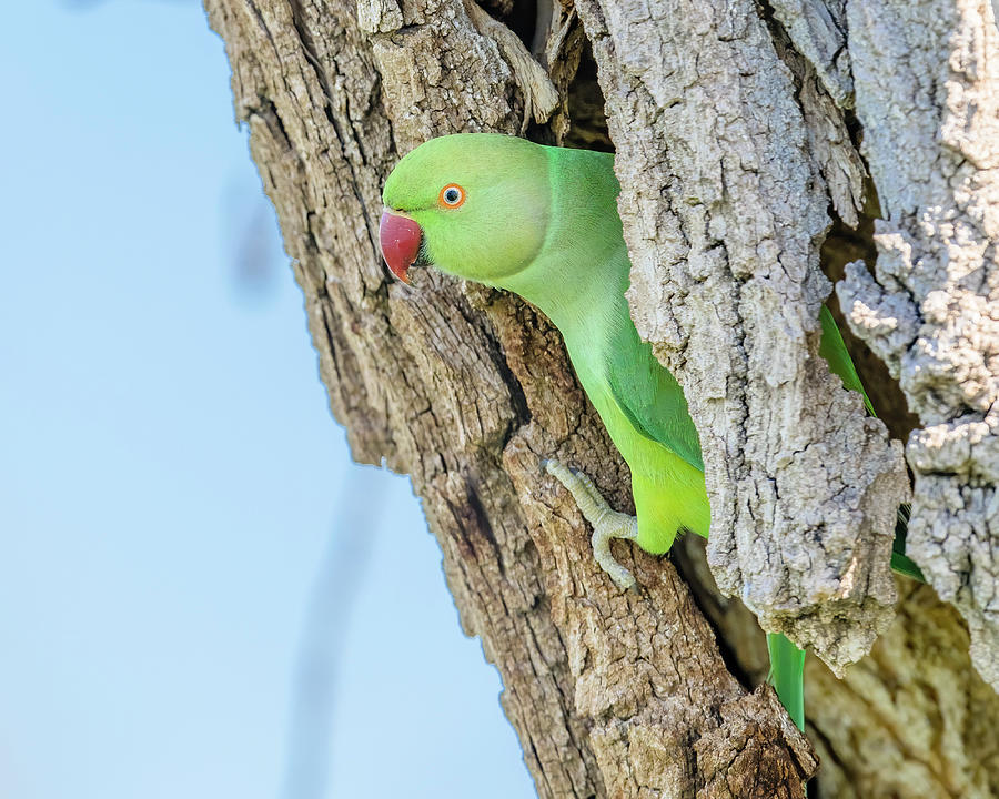 Image of Indian Green Color Ring neck Parakeet Parrot sitting top of the  dried coconut tree isolated on sky background-CS849903-Picxy