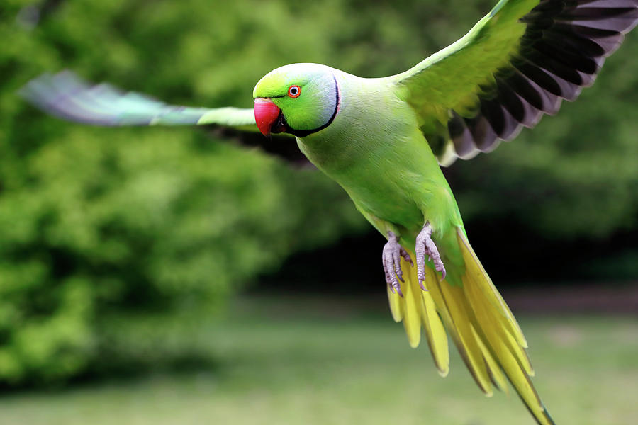 Rose Ringed Parakeet Photograph by Nicholas Blackwell