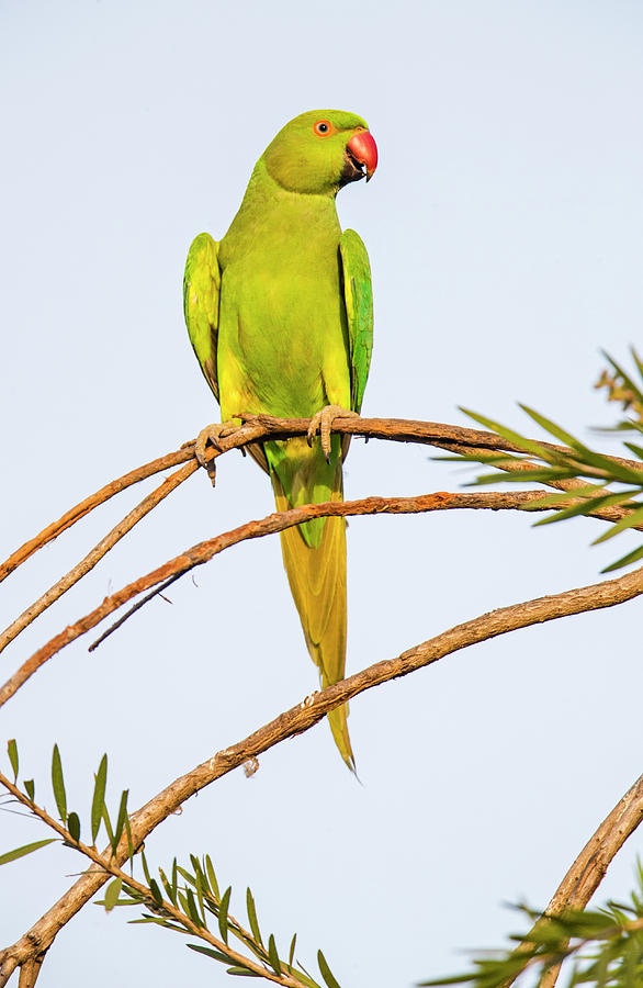 Green Indian Rose Ringed parakeet and Alexandrine parakeet birds held  captive illegally in metal cage - see description below, Pune, Maharashtra,  2023 : Anipixels