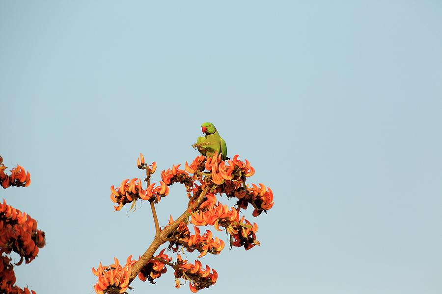 Wildlife Digital Art - Rose-ringed Parakeet - Psittacula Krameri, Satpura National Park, Madhya Pradesh India by David Fettes