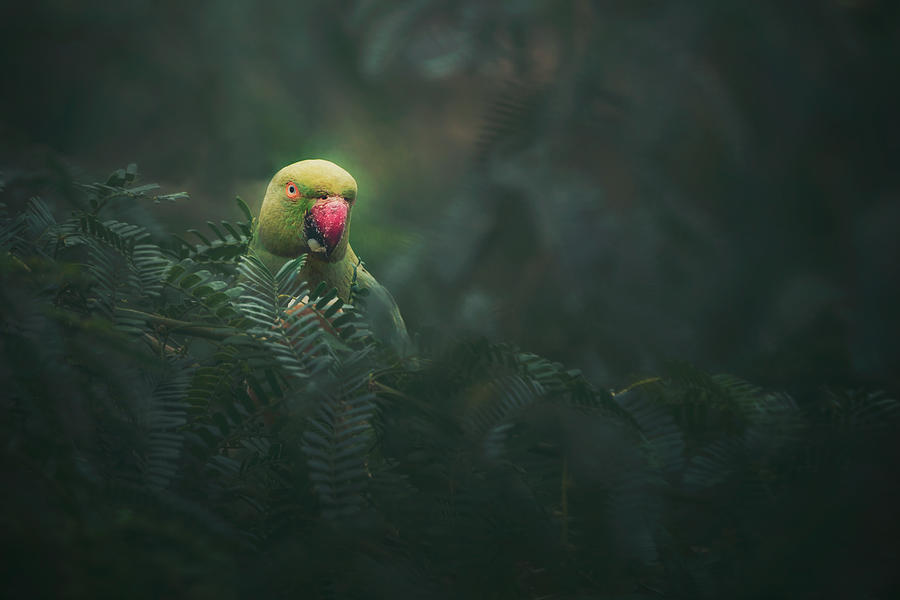 Parakeet Photograph - Rose-ringed Parakeet by Sina Pezeshki