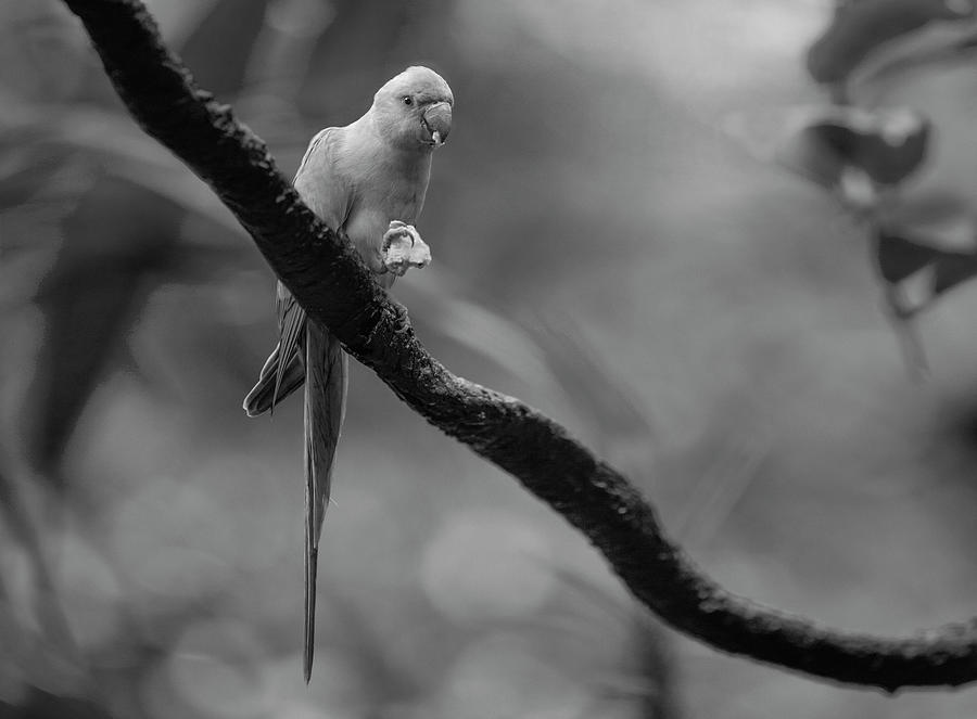 Rose Ringed Parakeet Singapore Photograph by Tim Fitzharris