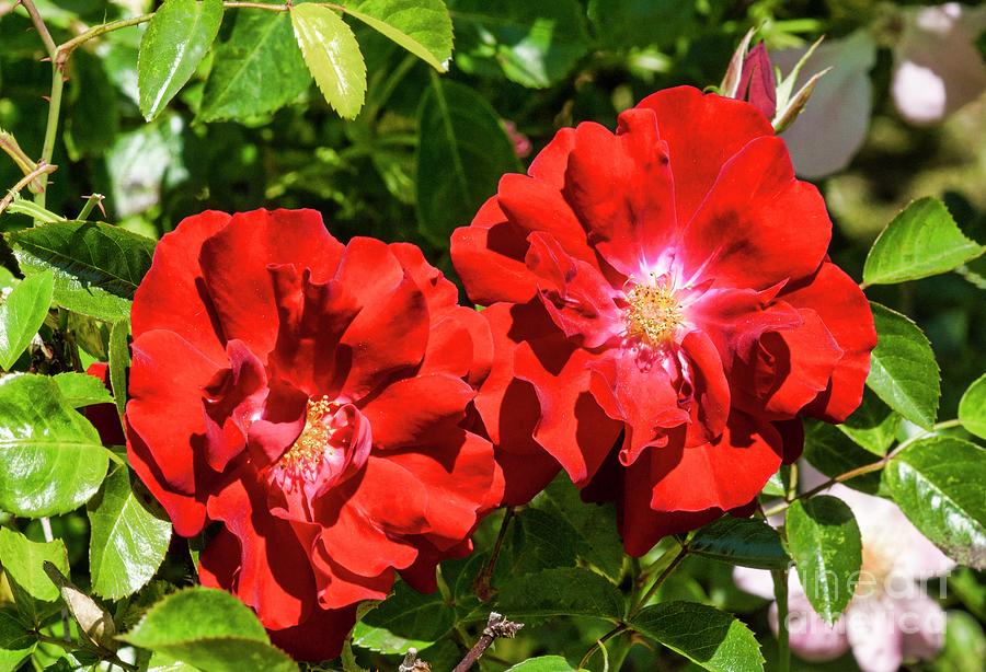 Rose (rosa 'mainau Feuer') Photograph by Brian Gadsby/science Photo ...