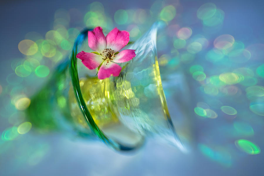 Rose Photograph by Shihya Kowatari