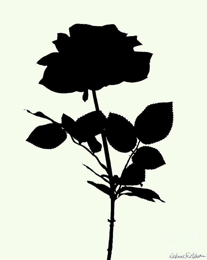 Rose Silhouette by Deborah Eve Alastra Rose Silhouette by Deborah Eve Alastra