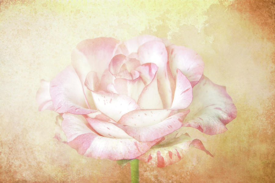Rose So Soft Digital Art by Terry Davis