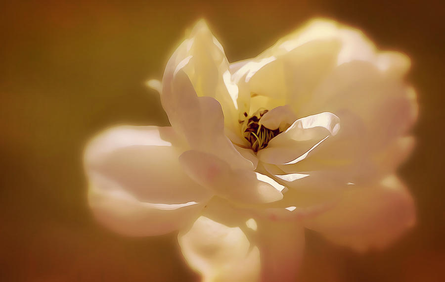 Rose Soft Sunshine and Shadows Photograph by Gaby Ethington