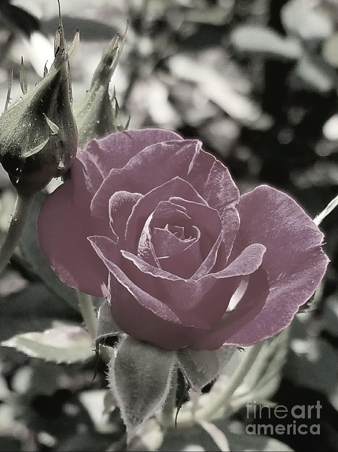 Rose Photograph - Rose Speaks Of Love Silently by Jane Powell