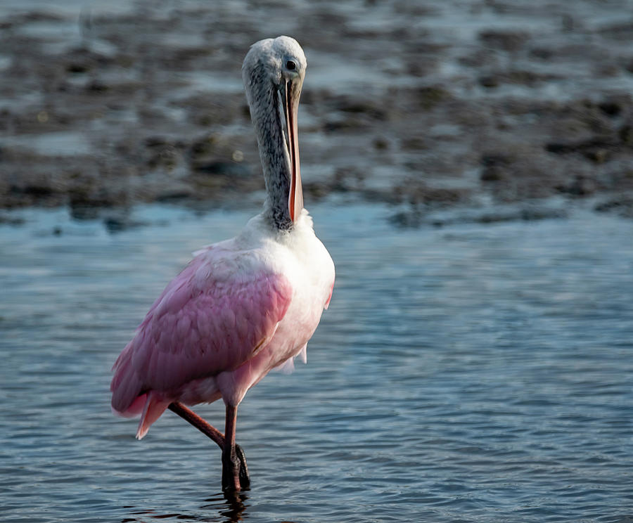 Rose Spoonbill Photograph by Judy Karendal - Fine Art America