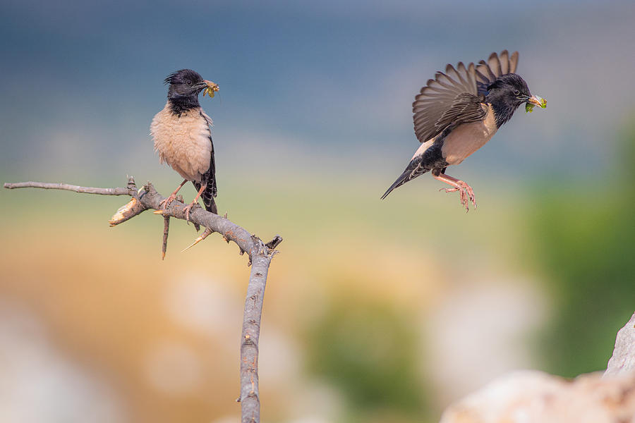 Wildlife Photograph - Rose Starlings by Yordan Vasilev
