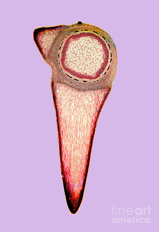 Rose Stem Photograph by Dr Keith Wheeler/science Photo Library