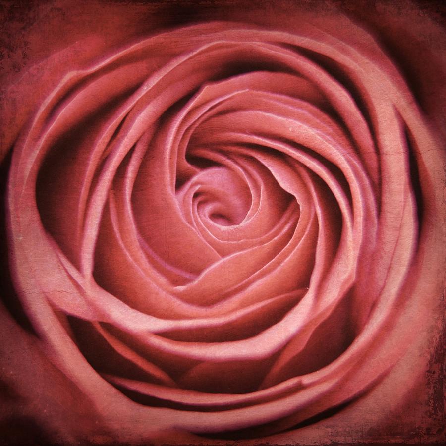 Abstract Photograph - Rose by Suzanne Barber