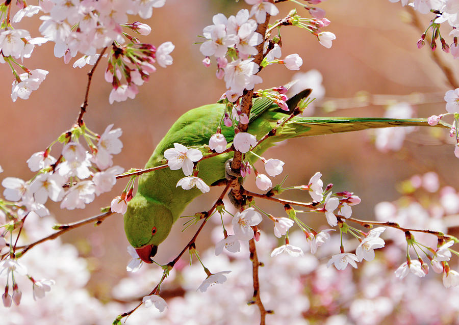 Rose-winged Parakeet Enjoys A Sakura Photograph by D. R. Hufford, Tokyo