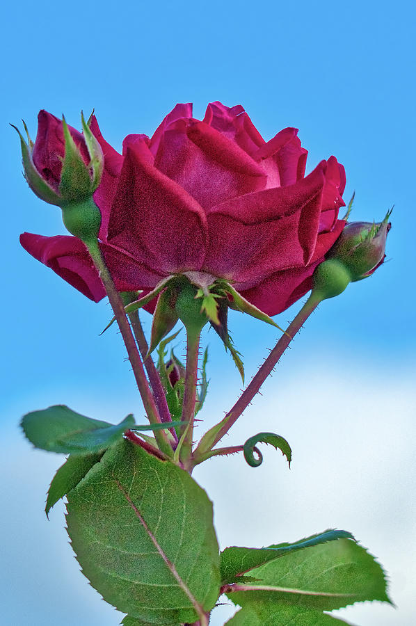 Rose with Buds Photograph by Jerry Gammon