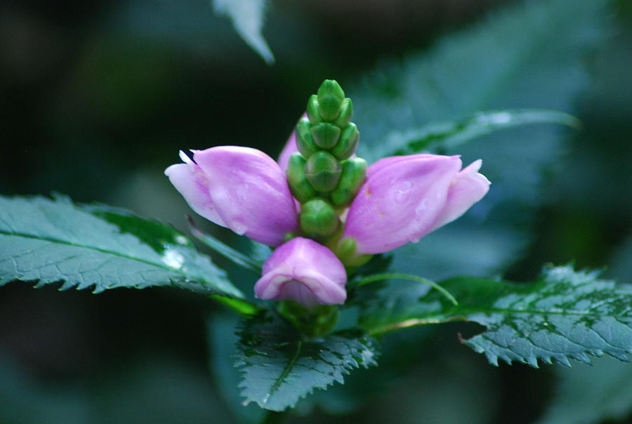 Rosea Turtlehead Chelone Plant Photograph by Ee Photography