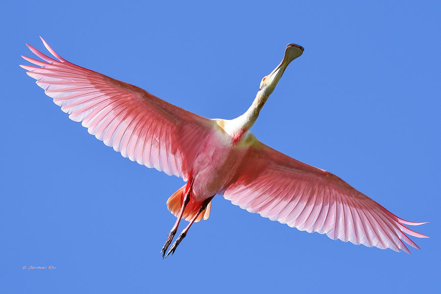 Roseate in Flight Photograph by Christopher Rice