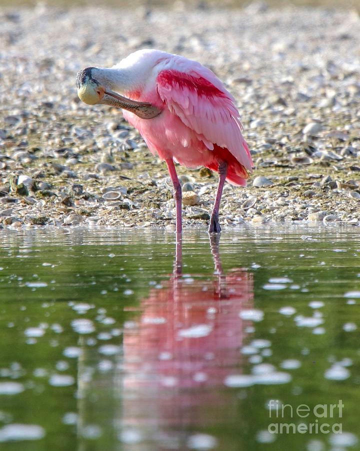 Roseate Spoonbil Photograph by Susan Rydberg