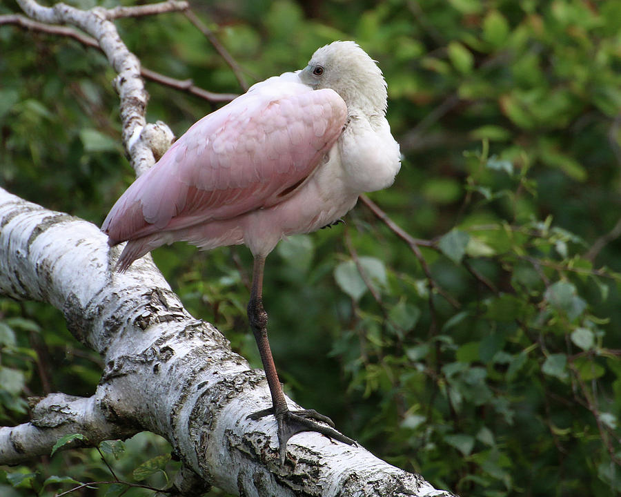 Roseate Spoonbill 01 Photograph by William Selander