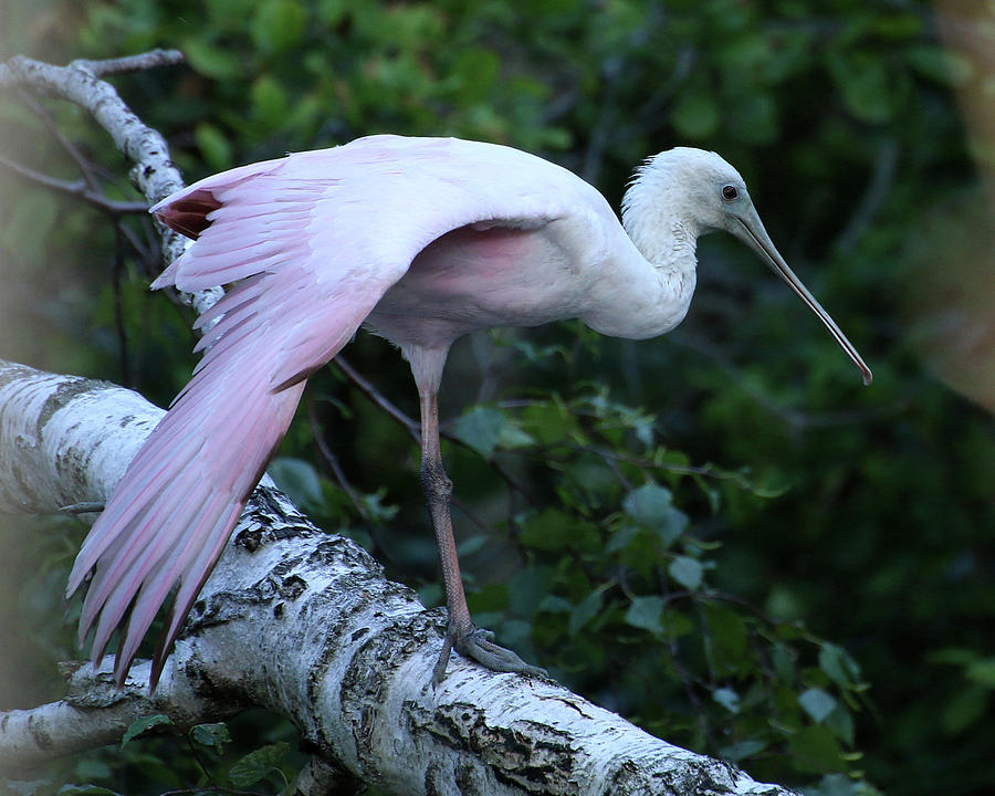 Roseate Spoonbill 02 Photograph by William Selander