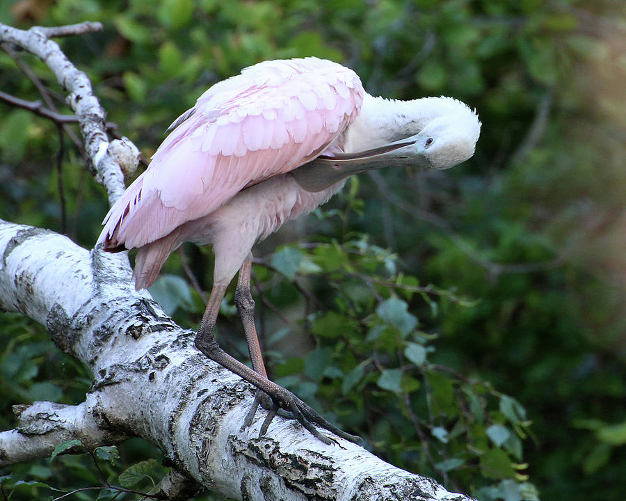 Roseate Spoonbill 03 Photograph by William Selander